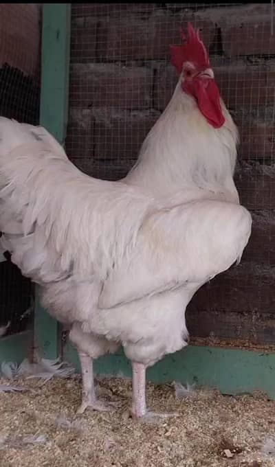 Rare white Sussex Heritage Egg laying pair for sale