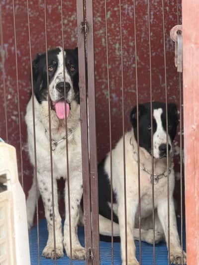 Alabai cane corso  Caucasian Shepherd 03234696626