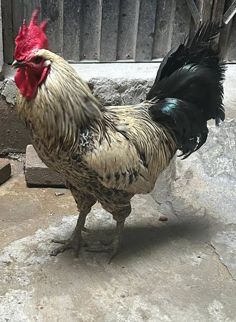 Desi Murga 2