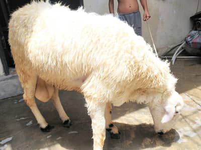 MUNDARA DUMBA