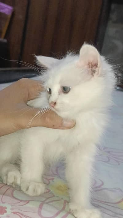 Persian kitten's