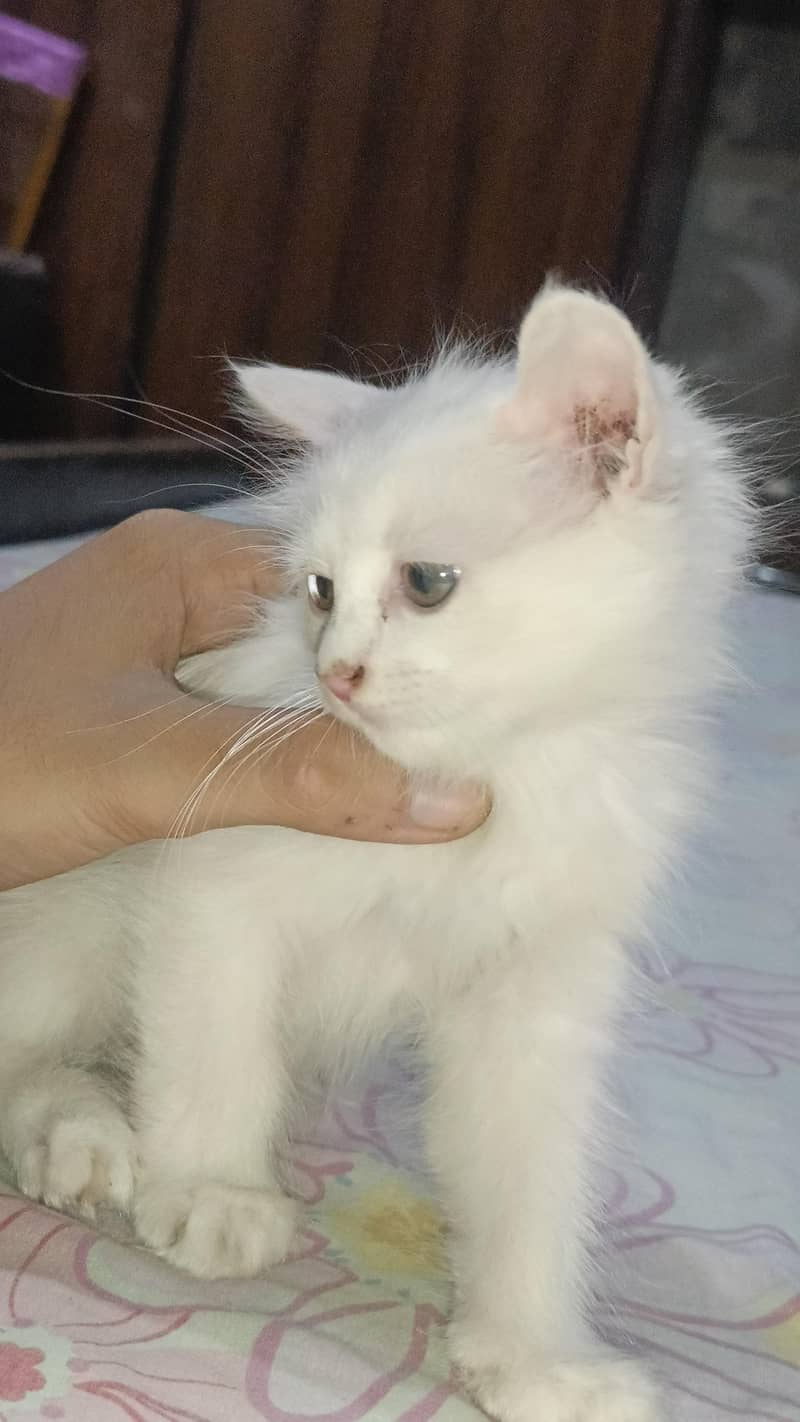 Persian kitten's 0