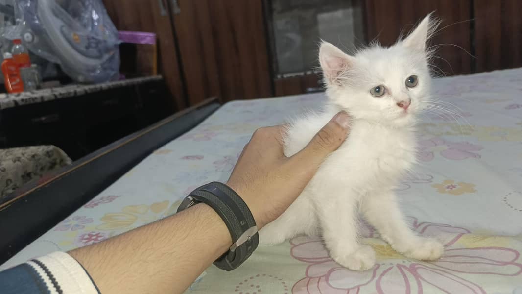 Persian kitten's 1