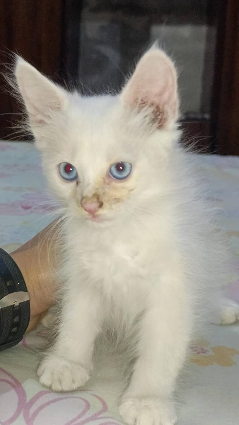 Persian kitten's 2
