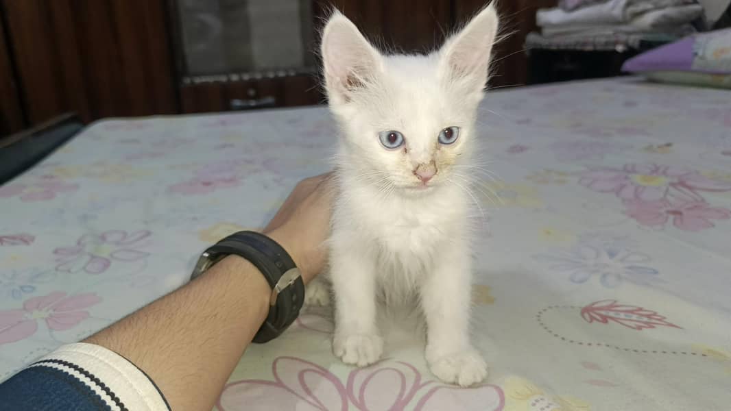 Persian kitten's 3