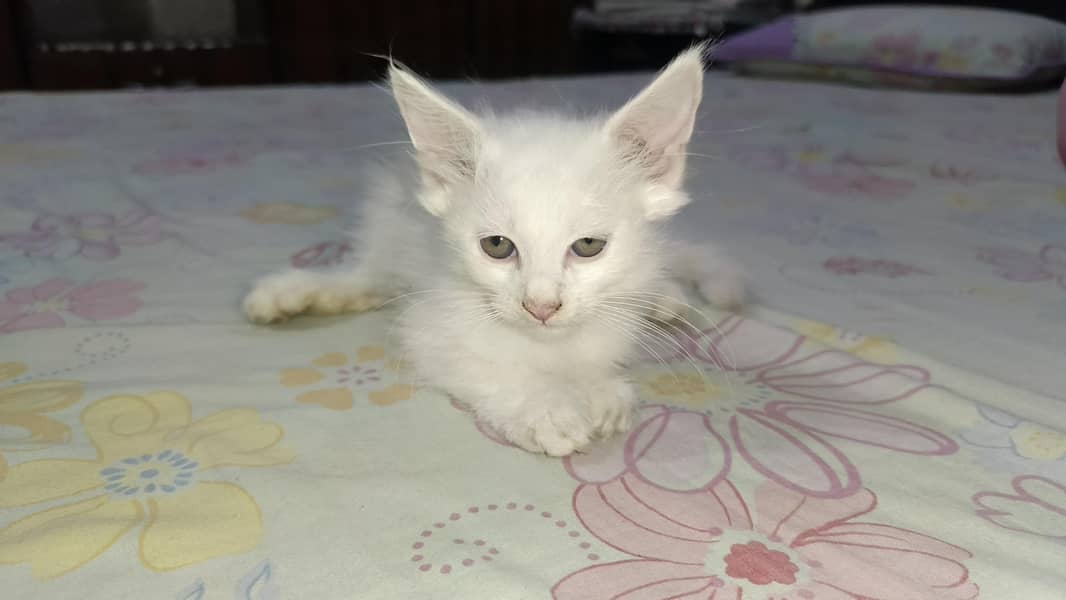 Persian kitten's 4