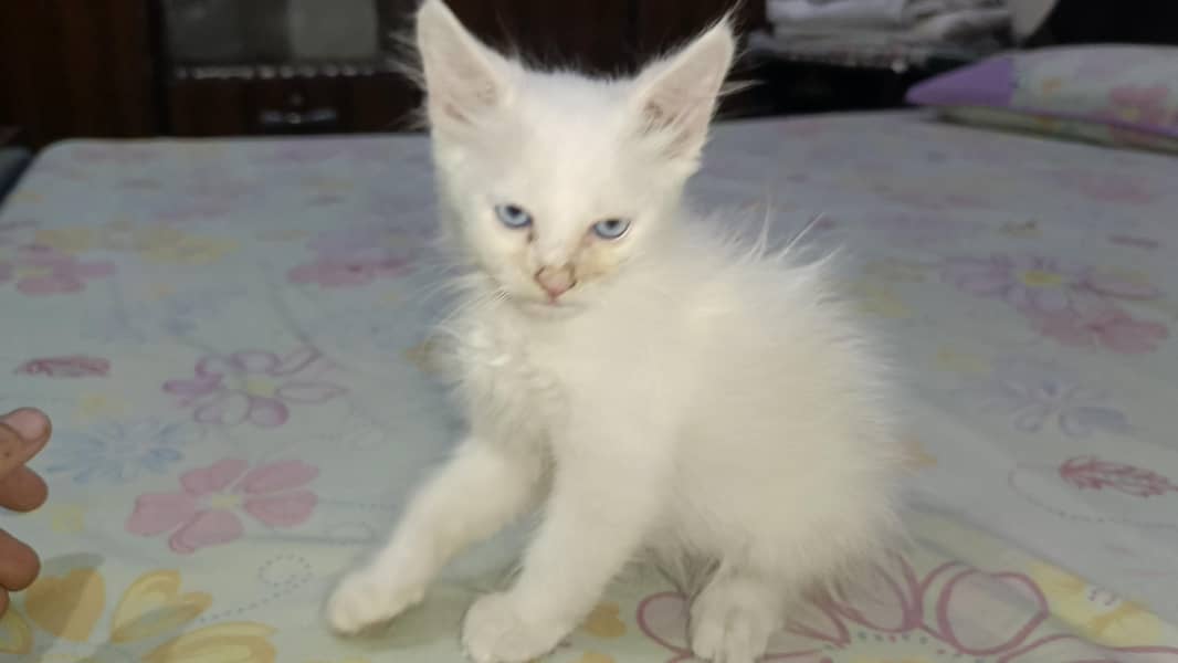 Persian kitten's 5