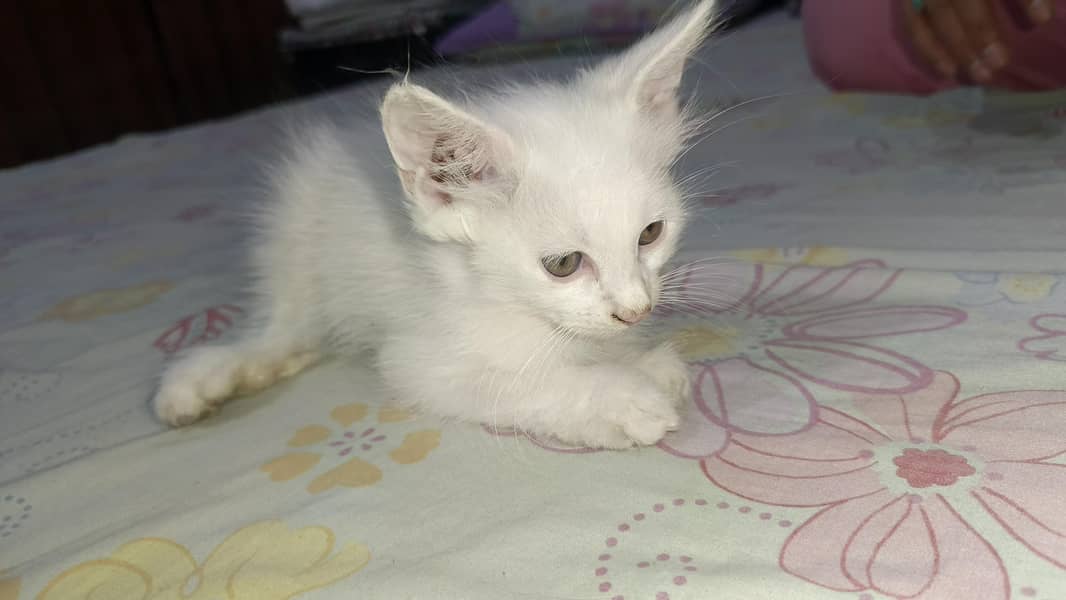 Persian kitten's 6