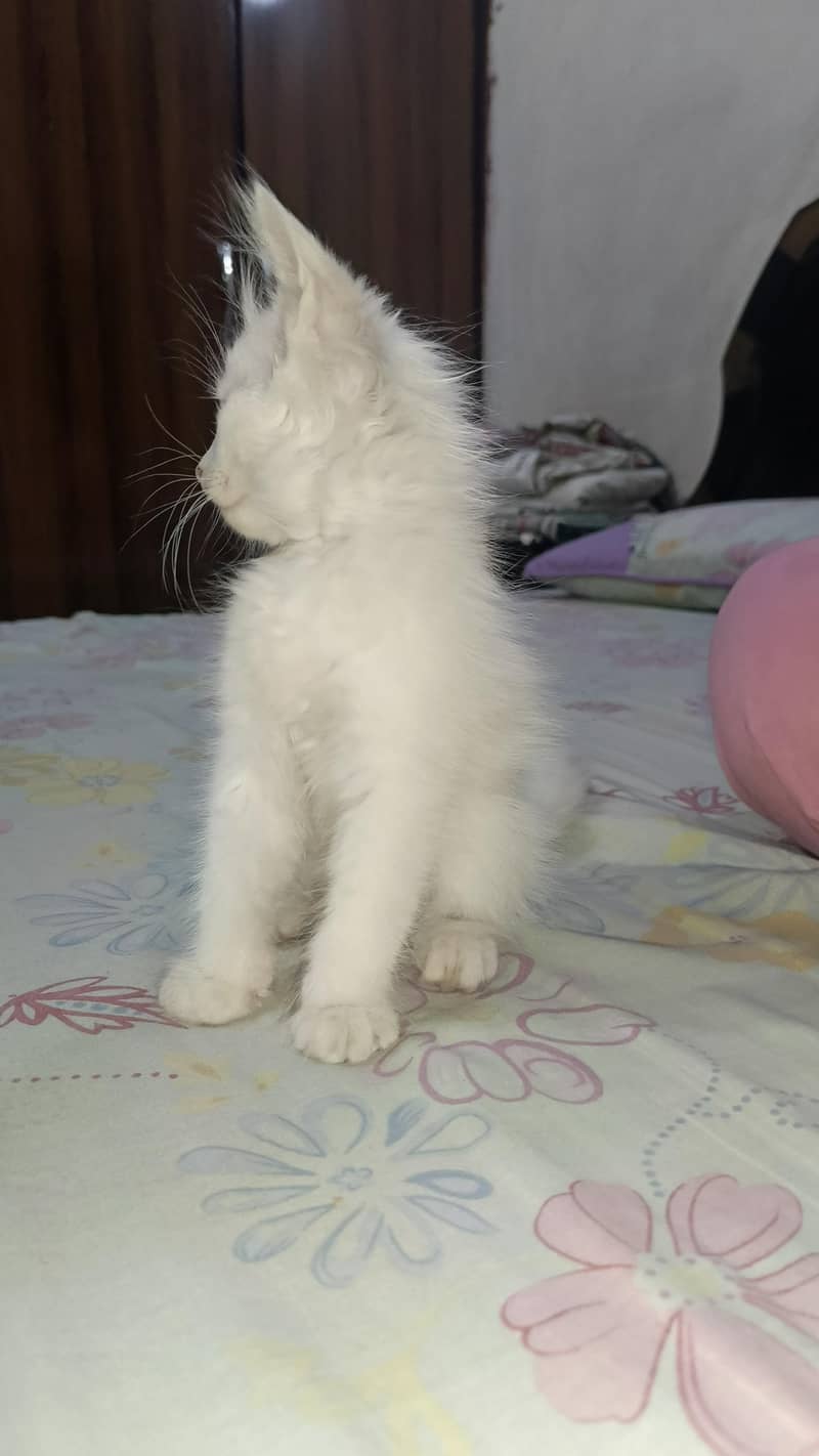 Persian kitten's 7