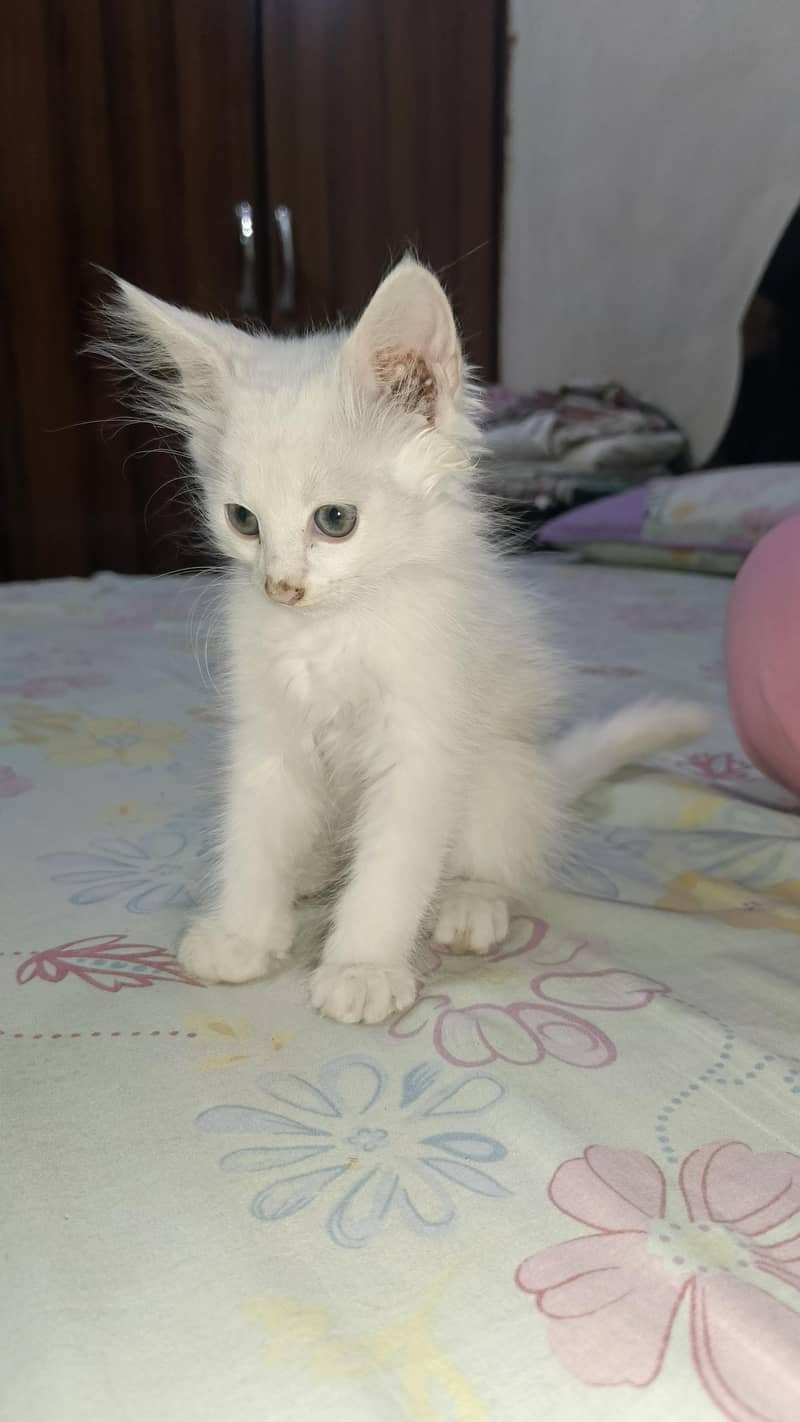 Persian kitten's 8
