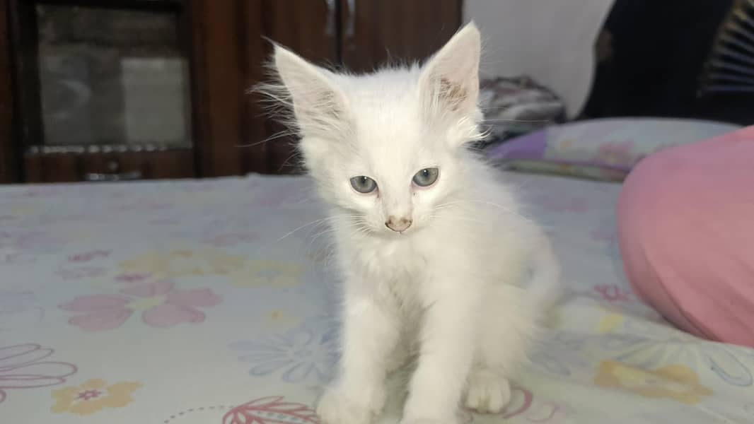 Persian kitten's 9