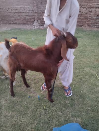 qurbani ka Bakra