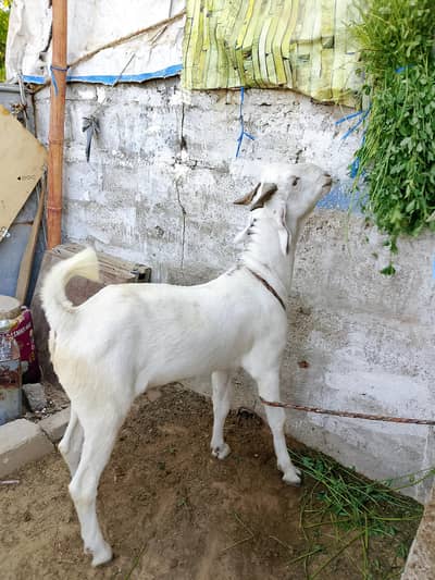 Bakra for Qurbani 2026