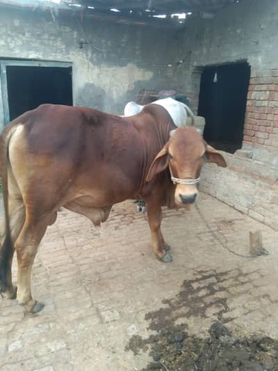 Qurbani ky janwar