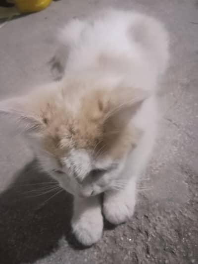 Cute Cat