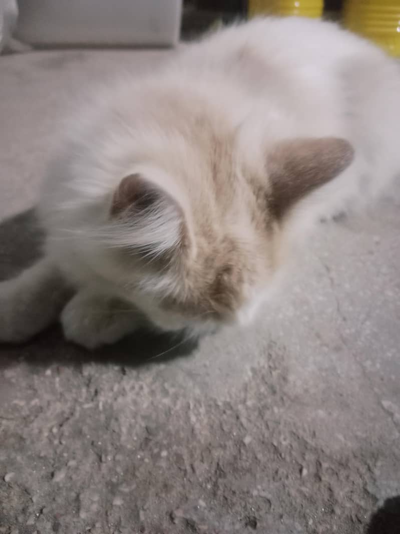Cute Cat 1
