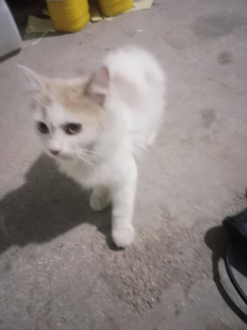 Cute Cat 2