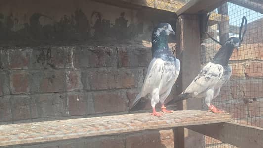 taddy pair