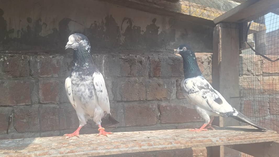 taddy pair 1
