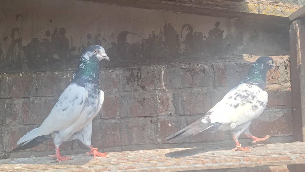 taddy pair 2
