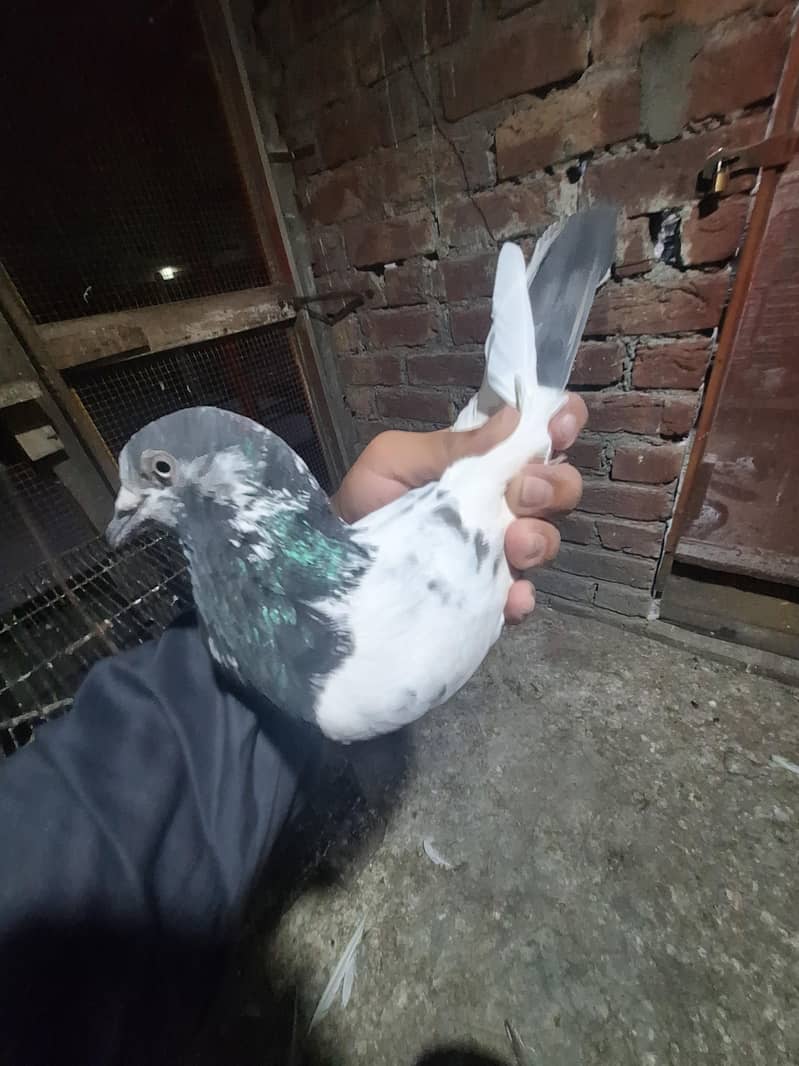 taddy pair 5