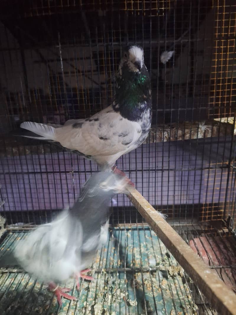 taddy pair 6