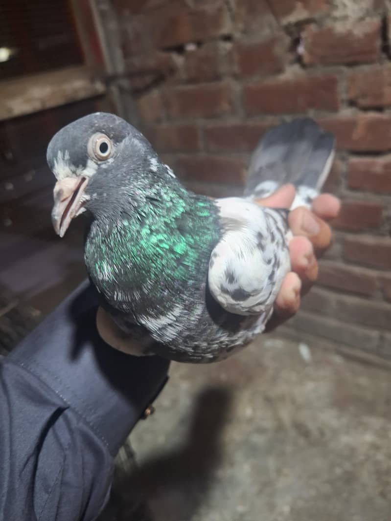 taddy pair 9