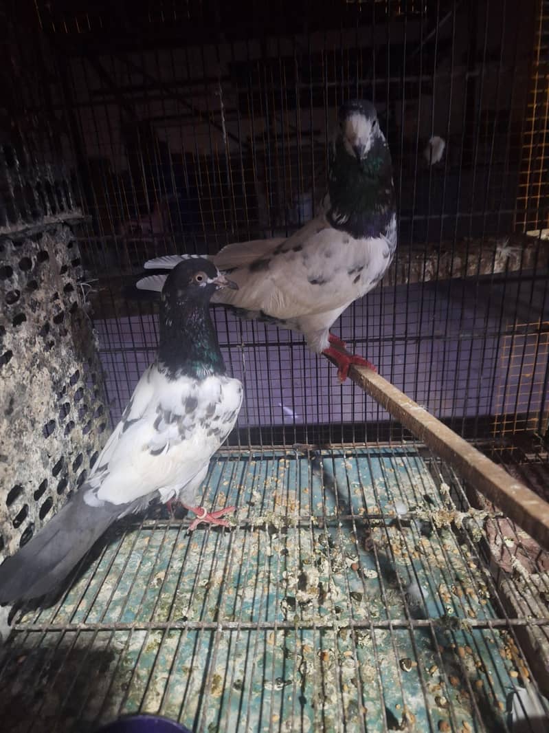 taddy pair 10