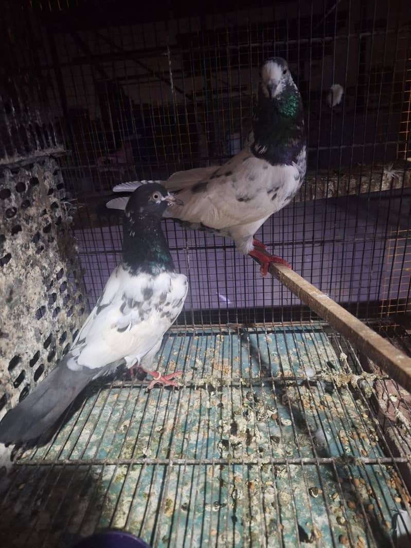 taddy pair 11