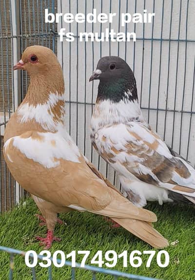 mix pigeon ha gola or kabli ha ya pick Wala nhi ha