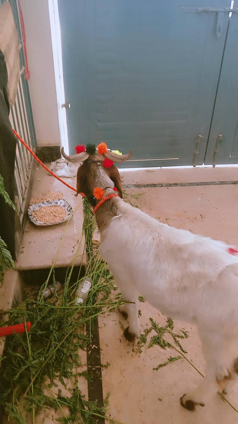 bakra 2 daant 1