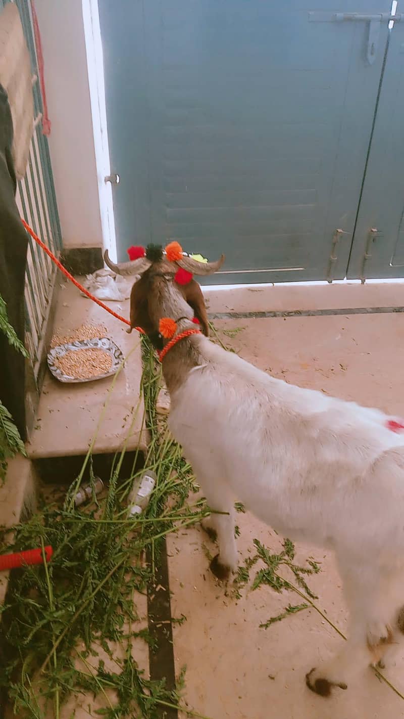 bakra 2 daant 2