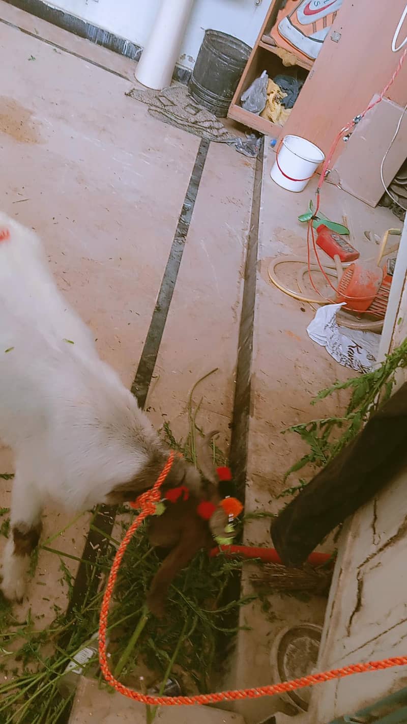 bakra 2 daant 4