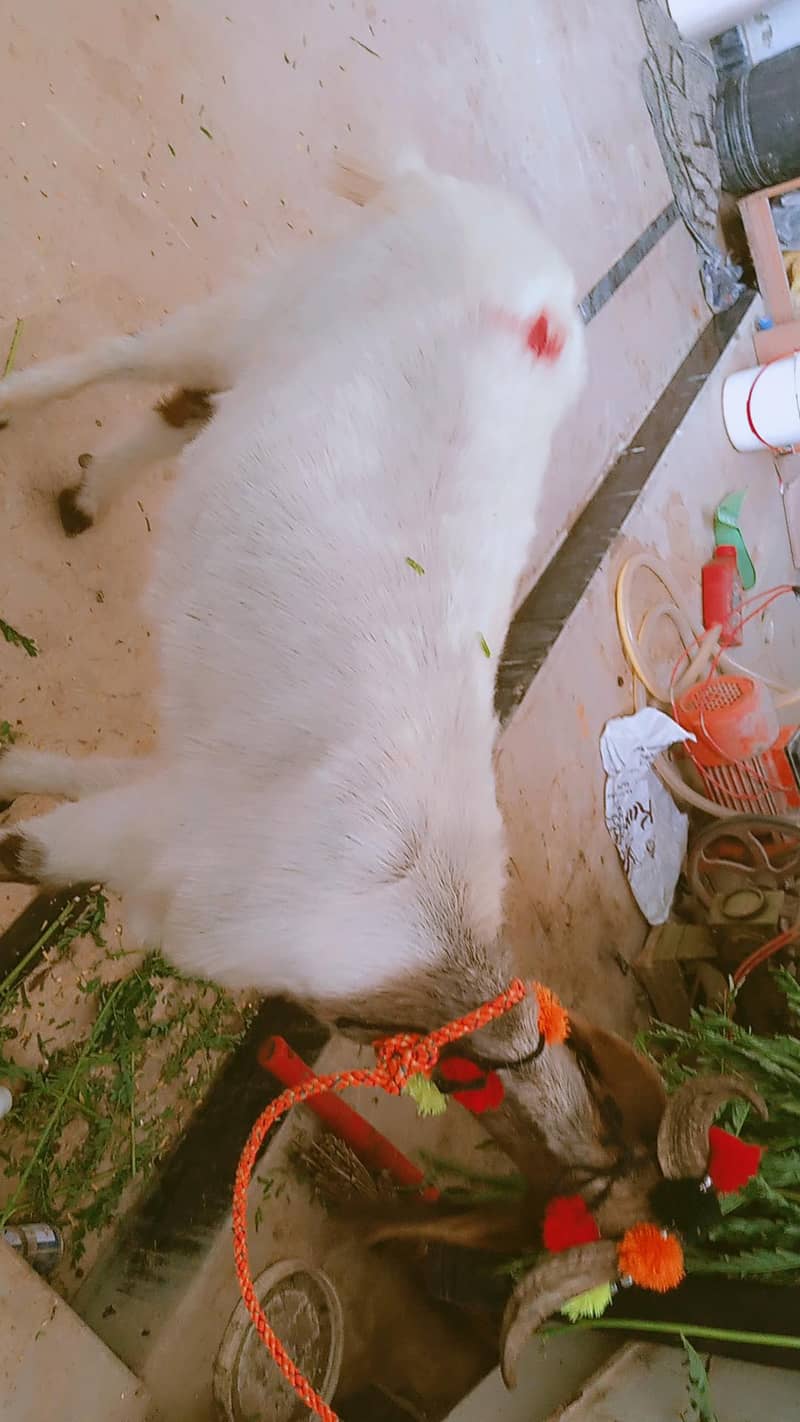 bakra 2 daant 6