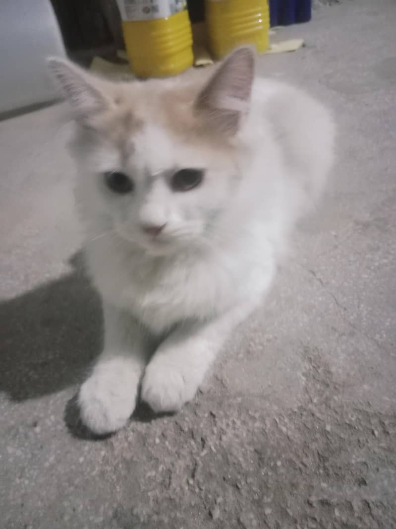 Cute Cat 3