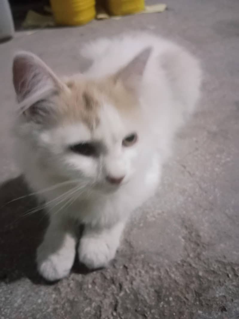 Cute Cat 4