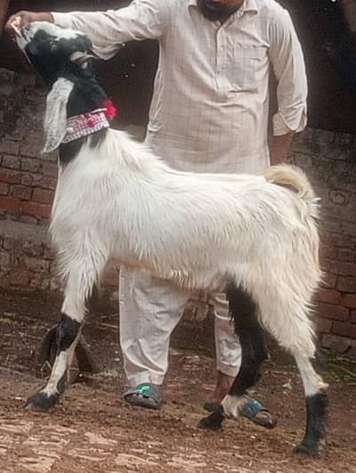 Dasi 2 dant khasi bakra sale
