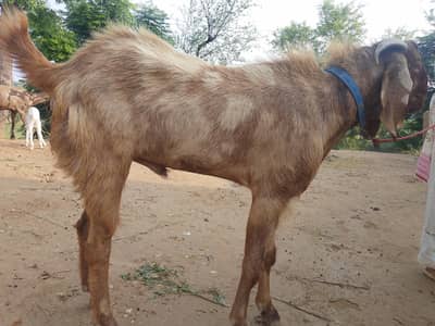Bakra for sale qurbani 2dant Desi pure
