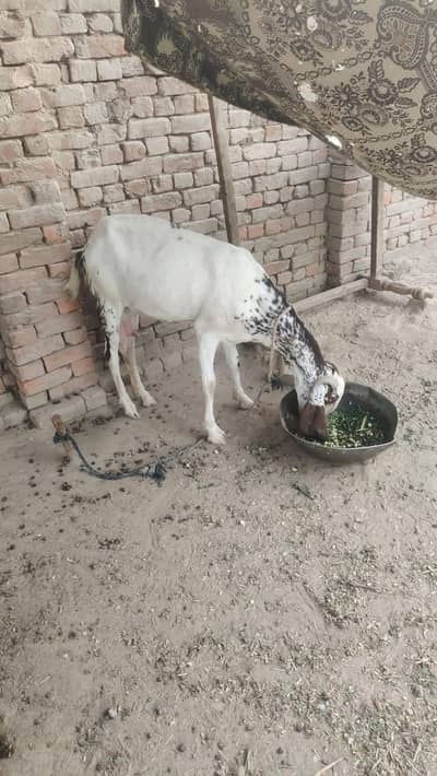 desi big goat