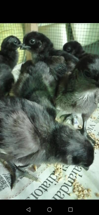 Ayam cemani Chicks