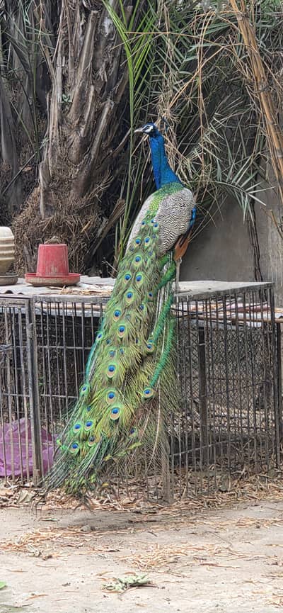 Breeder Pair of Peacock for Sale