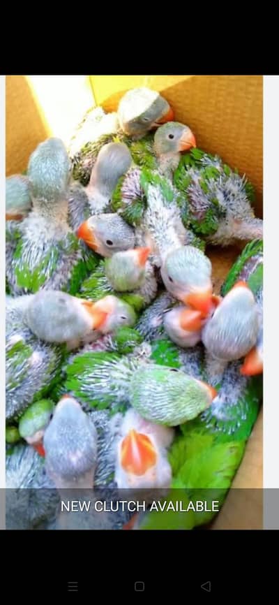 Green Ringneck baby