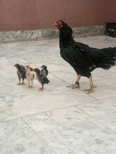 Amrohi Aseel Murgi with her 6 Aseel Chicks