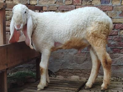 Sheep 