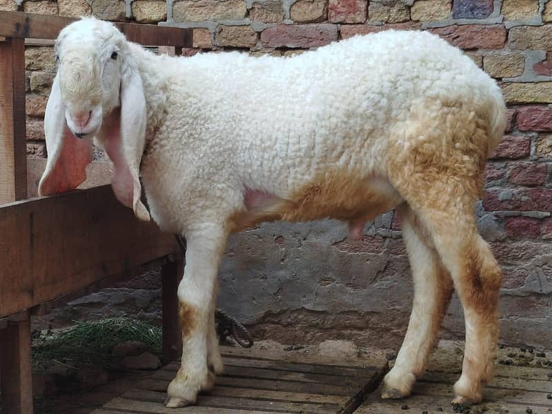 Sheep  0