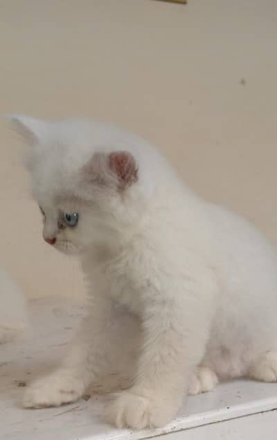 Persion kittens 03007261000