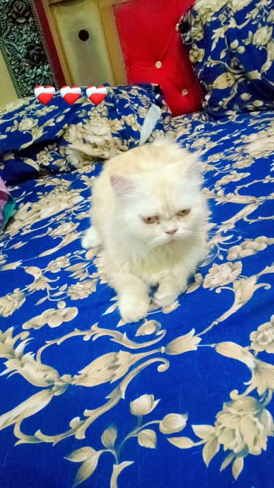 cat sale