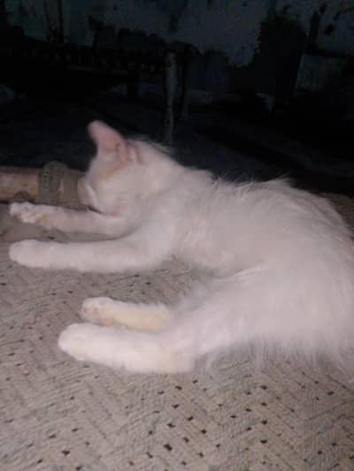 triple kot Persian cat and paragrent 15 day ago