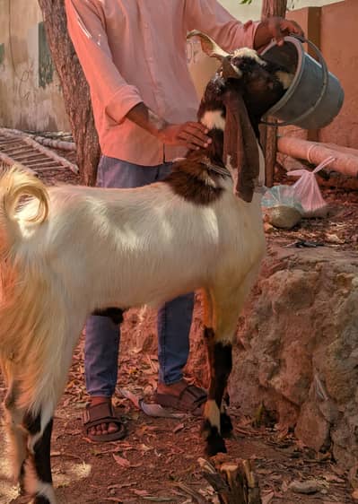 Bakra 2 daant