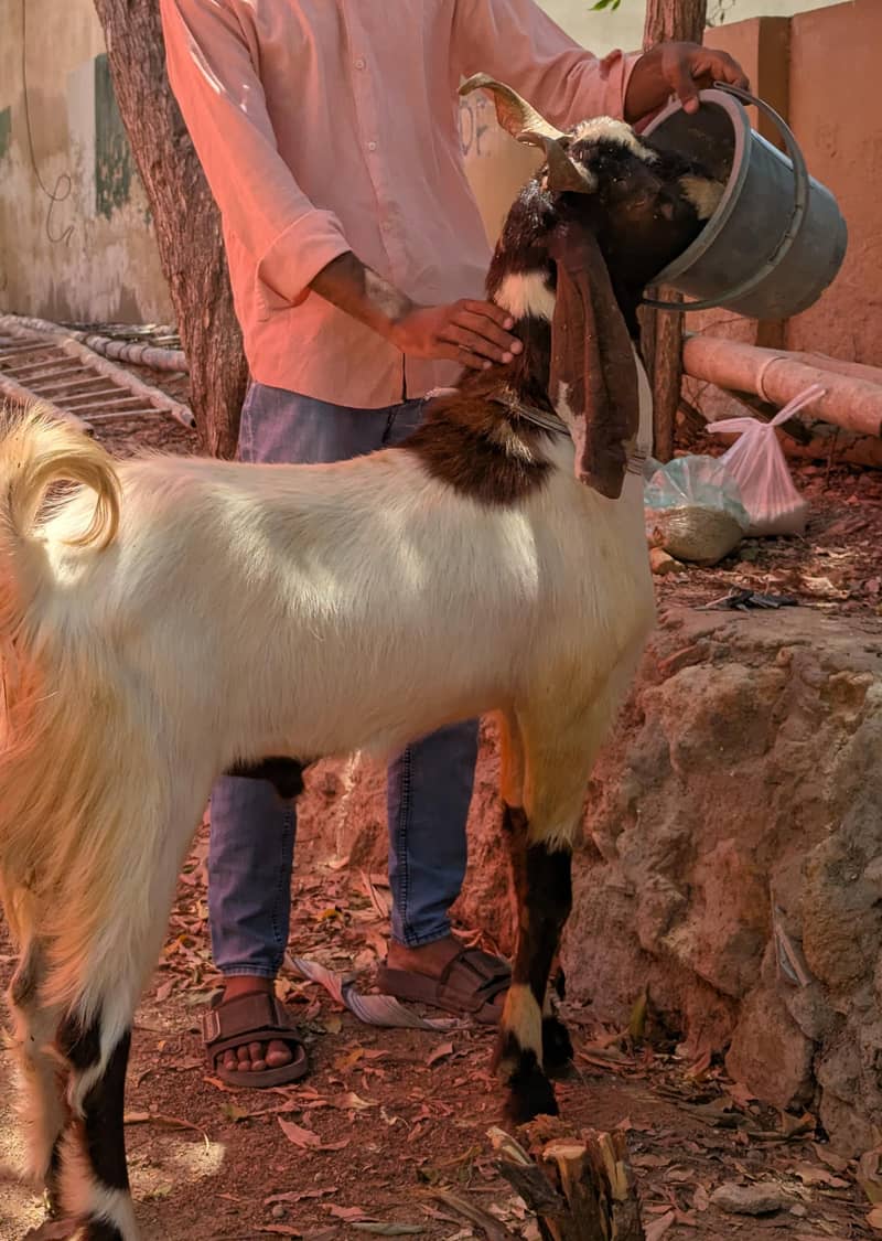 Bakra 2 daant 0